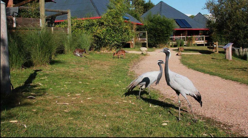 Luxury tent Cerza Safari